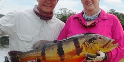 big peacock bass on fly tackle.jpg